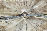 Polished Petrified Wood (Acer) Slab - Texas #102688-1